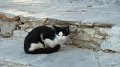 Syros cat 5